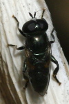 Eumerus purpurariae, male  2872