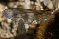 Anastoechus latifrons, Flügel  2879