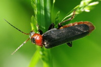 Cantharis fusca  2922