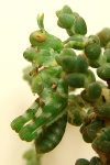 Dericorys lobata, nymph  293