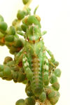 Dericorys lobata, nymph  294