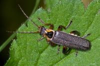 Cantharis nigricans  2977