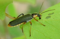 Cantharis nigricans  2979