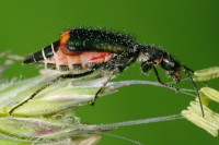 Malachius cf. bipustulatus, female  3029