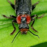 Cantharis fusca  3037