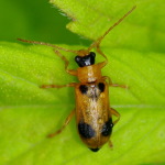 Phyllobrotica quadrimaculata  3049