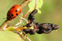 Gonioctena decemnotata, larvae  3078