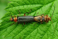 Cantharis nigricans  3088