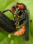Cantharis fusca  3130