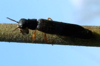 Hylecoetus dermestoides, male  3139