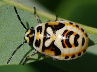 Eurydema ornata, larva (L5)  3253