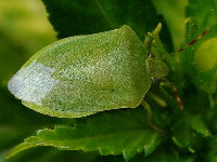 Nezara viridula f. smaragdula  3269