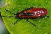Caenocoris nerii, larva  3276