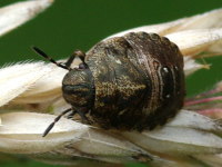 Eurygaster cf. testudinaria, larva  3322