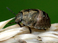 Eurygaster cf. testudinaria, Larve  3323