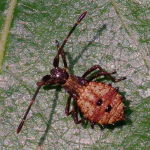 Coreus marginatus, larva  3325