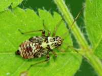 Rhabdomiris striatellus, larva  3329