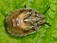 Eurygaster cf. testudinaria, larva (L5)  3331