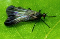 Rhamphomyia (Pararhamphomyia) marginata