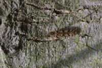 Metalimnobia (Metalimnobia) quadrimaculata