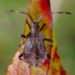 Coreus marginatus, larva  3373