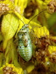 Lygus sp., larva  3374