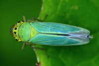 Cicadella viridis  3378