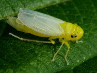 Cicadella viridis  3389