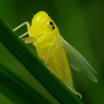 Cicadella viridis  3390