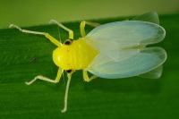 Cicadella viridis  3391