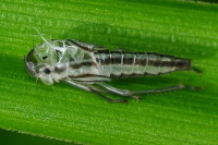 Cicadella viridis  3392