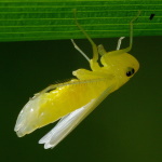 Cicadella viridis  3393