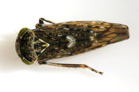 Acericerus heydenii, weiblich  3401