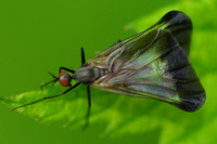 Rhamphomyia (Pararhamphomyia) marginata, female  3413
