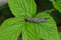 Tipula nubeculosa, female  3429