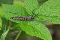 Tipula nubeculosa, female  3430