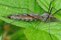 Tipula nubeculosa, female  3431
