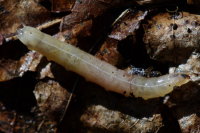 Rhagio sp., larva  3452