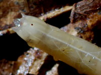 Rhagio sp., larva  3453