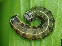 Orthosia cruda, caterpillar  3461