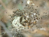 Cyrtophora citricola, cocoon with spiderlings  3478