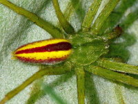 Micrommata virescens, männlich  3483