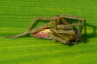 Micrommata virescens, male  3484