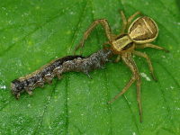 Xysticus cf. ulmi, female with prey  3496
