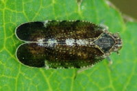 Tachycixius pilosus  3501