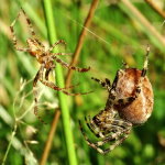 Araneus diadematus, männlich + weiblich  3512