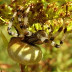 Araneus quadratus, weiblich  3522