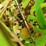 Araneus quadratus, female  3523