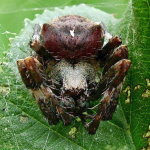 Araneus angulatus  3528