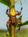 Araneus quadratus, male  3529